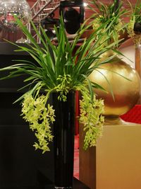 Cymbidium cascade_02