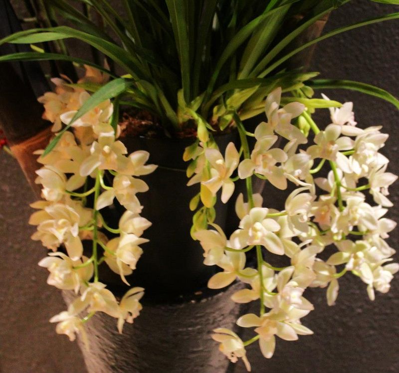 Cymbidium cascade_01