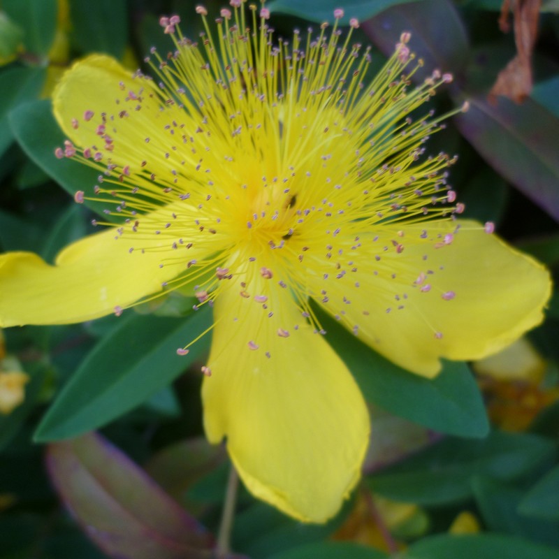 Hypericum_calycinum_millepertuis