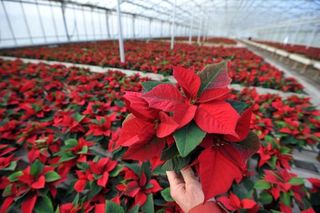 Poinsettia-Gaignard-2