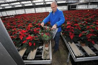 Poinsettia-Gaignard