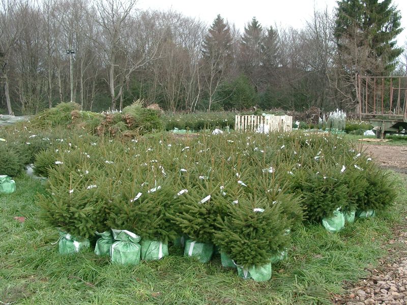 Sdn-sapins en pot