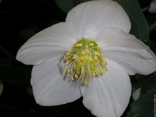 Helleborus niger_01