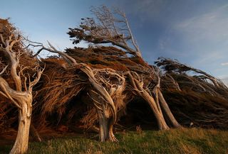 Arbres nouvelle zélande_04