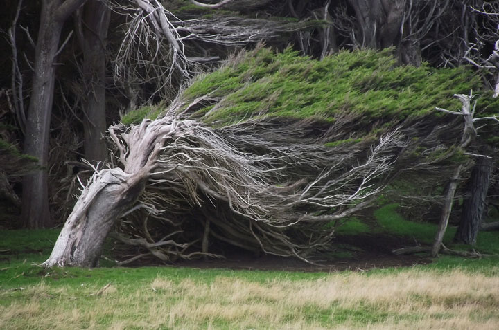 Arbres nouvelle zélande_01