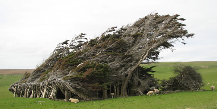 Arbres nouvelle zélande_03