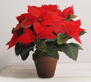 Interflora-noel-poinsettia