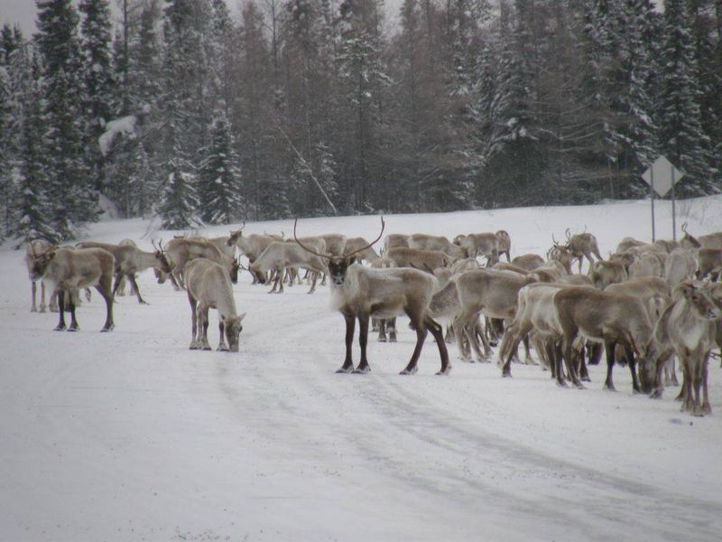 Caribous