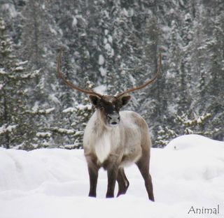 Caribou seul