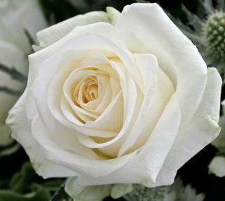 Une variété de roses très classique, mais très belle : Avalanche - Le  pouvoir des fleurs