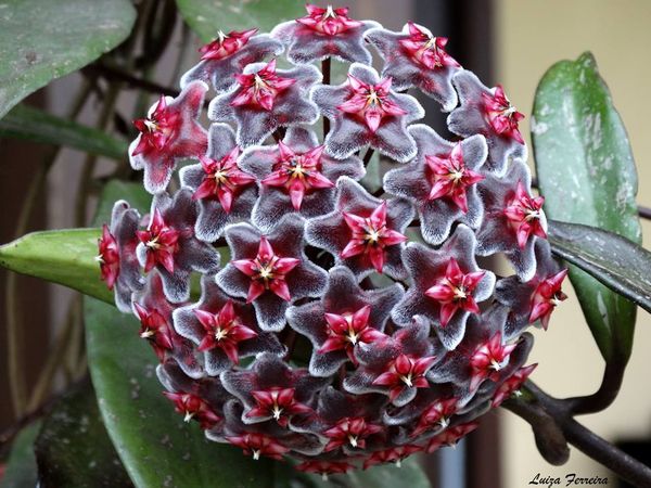 7 conseils pour Ƅien conserʋer ʋotre plante de Hoya - Le pouʋoir des fleurs