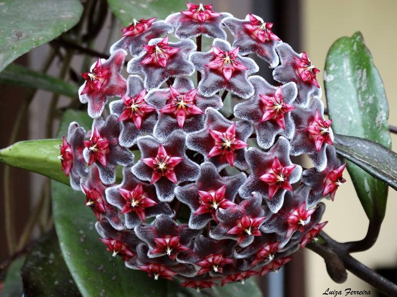 Hoya Purplle Hawai