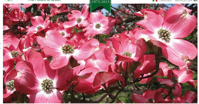 Cornus_01