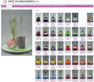 Amaryllis-green8-shop