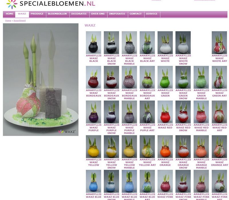 Amaryllis-green8-shop