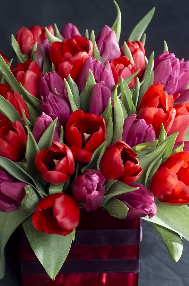 Tulipes-bouquet