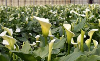 Var terre de fleurs-Arums