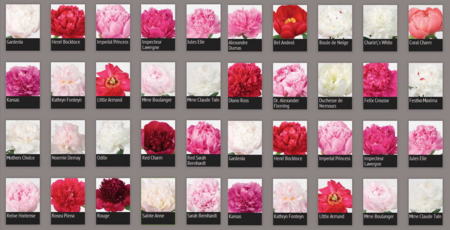 Pivoines Hortisud