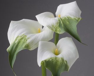 Calla-arum-blanc-vert