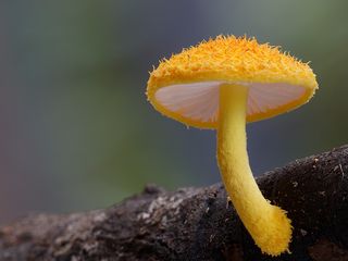 Champignon Cypotrama aspratum