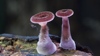 Champignon panus fasciatus