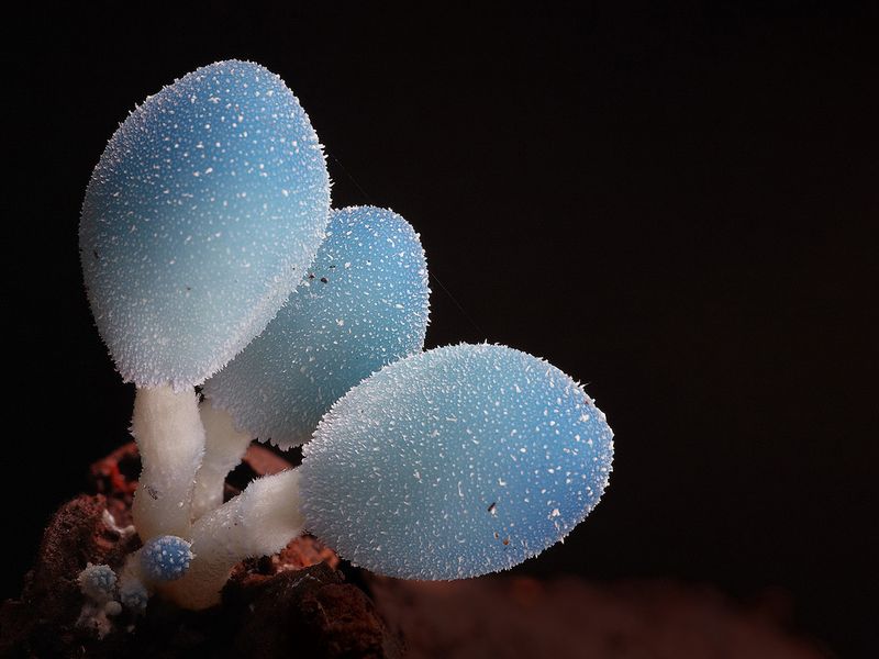 Champignon Leratiomyces