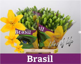 Lis Brasil Lis Brasil