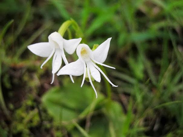 Fleur-habenaria grandifloriformis