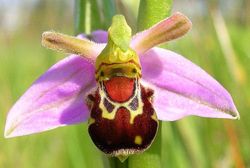 Fleur-orchidée ophris