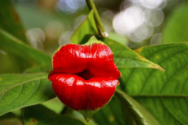 Fleur-psychotria elata