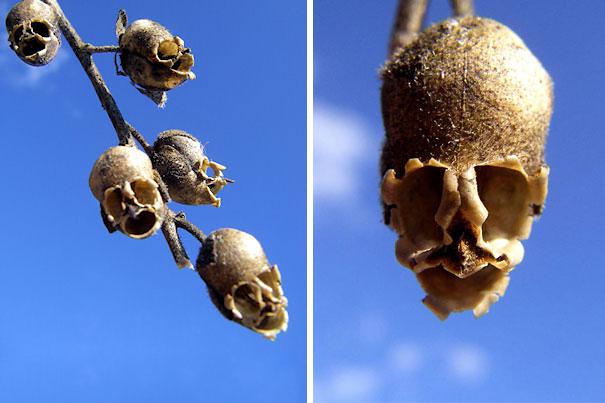 Fleur antirrhinum