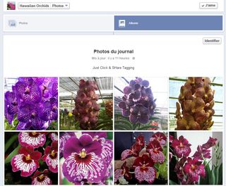 Hawaiian orchids_01