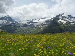 Paysage jaune