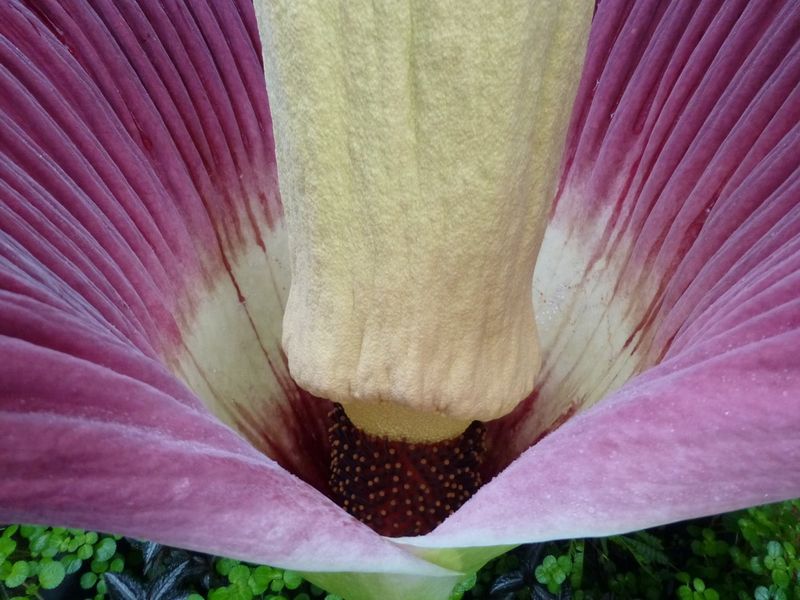 Amorphophallus titanum_03