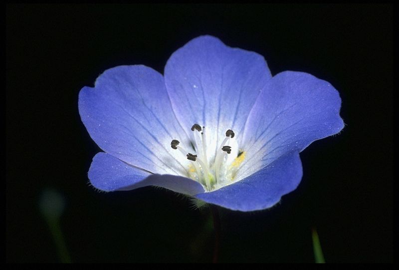 NEMOPHILA_MENZIESII_VAR_MENZIESII__2