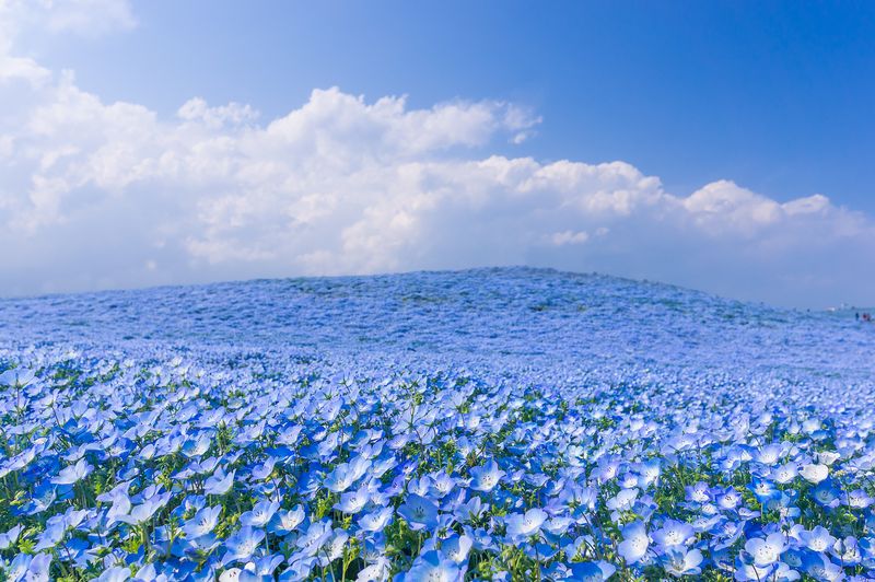 Nemophila_03