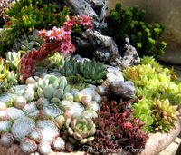 Succulentes_14