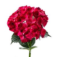 Hortensia-ruby-red2