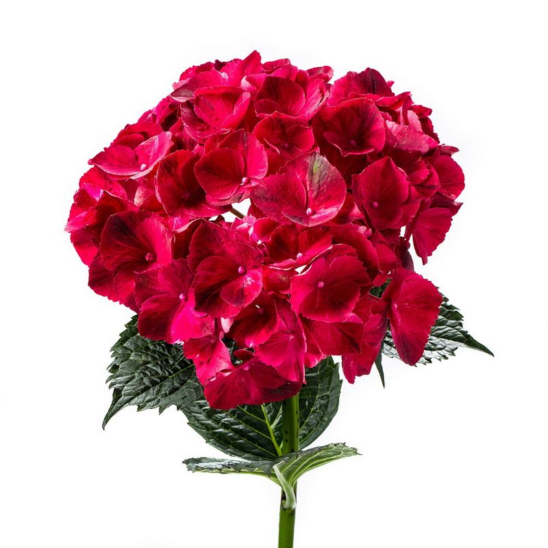 Hortensia-ruby-red2