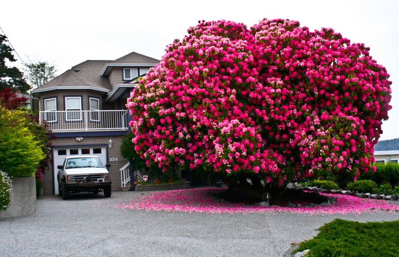 Arbres_rhododendron