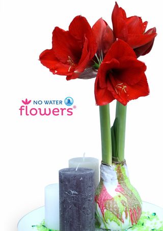 Amaryllis-waxz-fleur