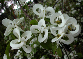 Cornus florida subspecies urbaniana