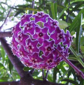 Hoya abulous purple cluster