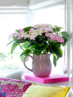 HORTENSIA_MAPLANTEMONBONHEUR_10