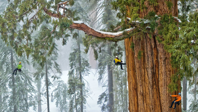 Sequoia géant-1