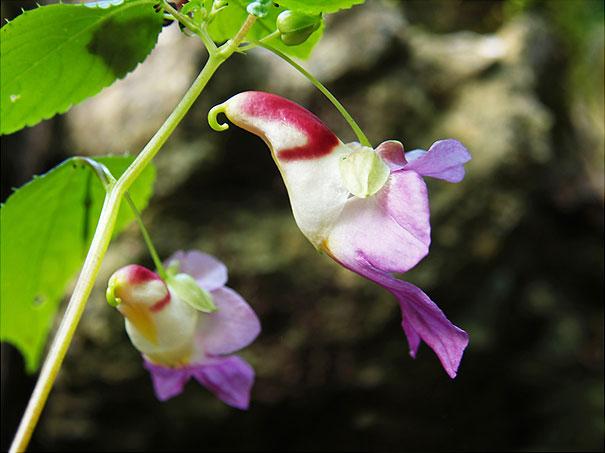 Fleur-impatiens