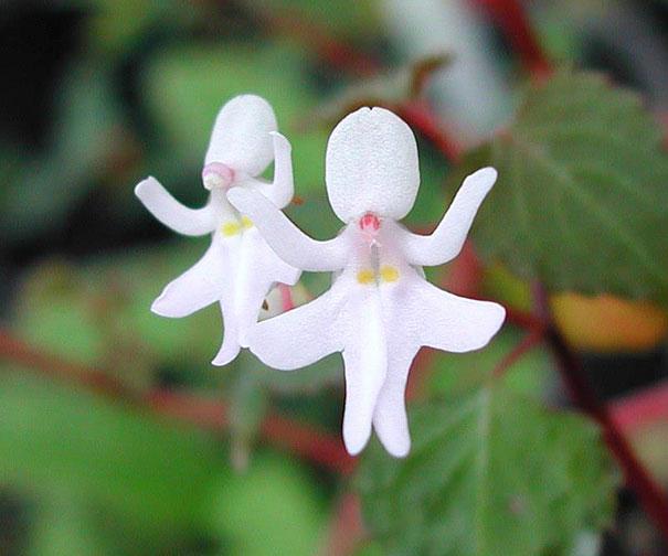 Fleur impatiens bequaertii