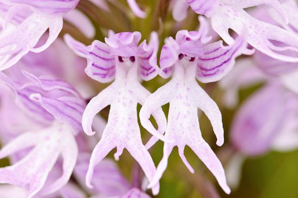 Fleur-orchis italica