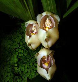 Fleur-Anguloa