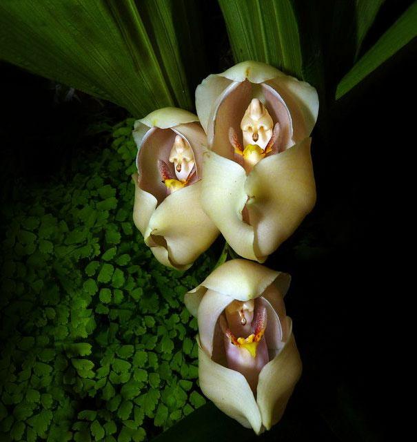 Fleur-Anguloa
